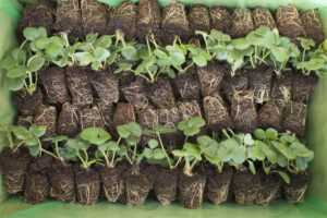 strawberry plug plants