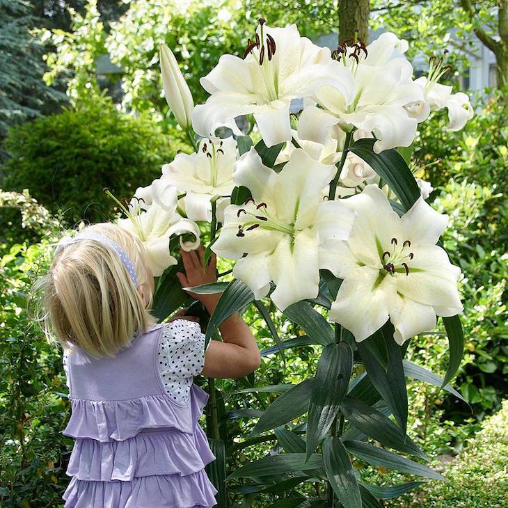 child next to Lily ‘Pretty Woman’ plant