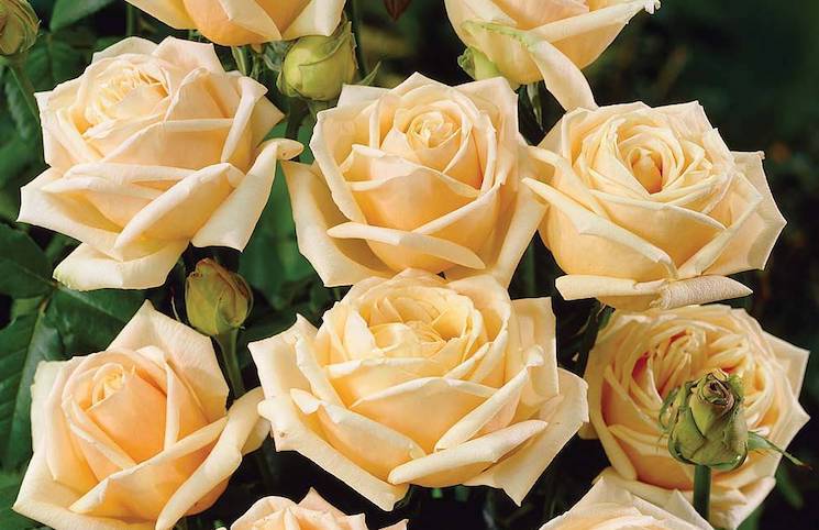 rose diamond jubilee