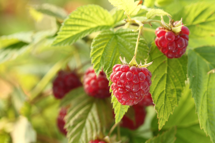 raspberry plant