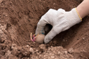 planting chitted seed potato in the ground