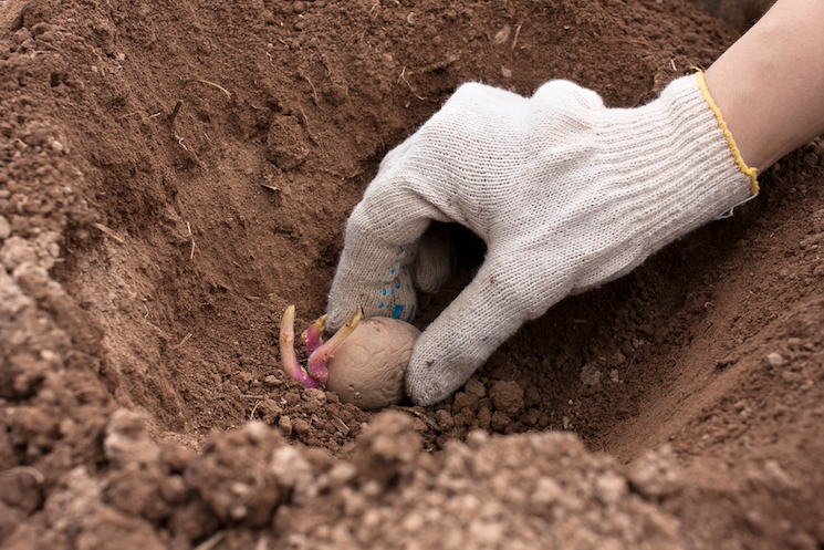 planting chitted seed potato in the ground