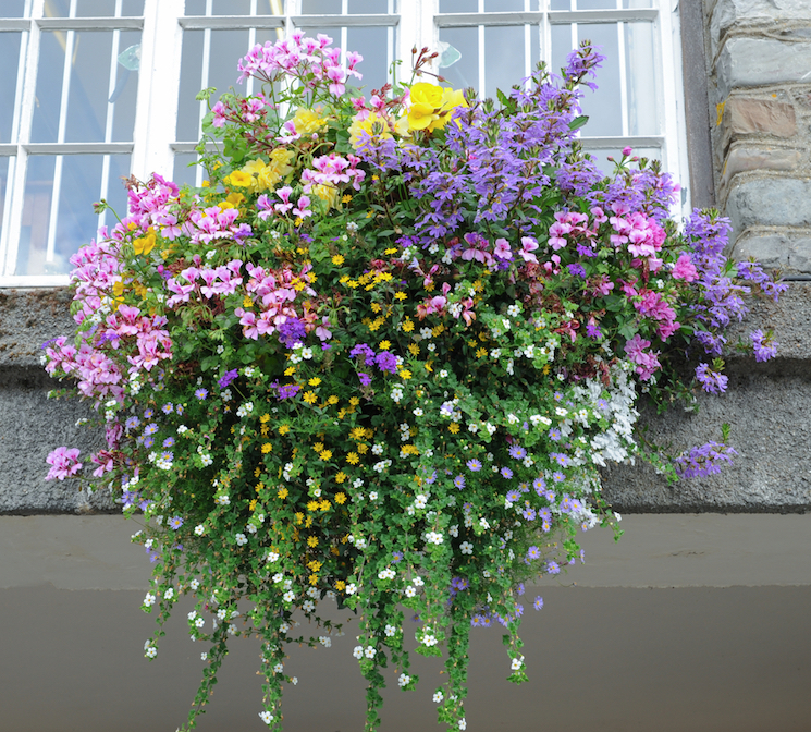 mixture of flowers including some trailing varieties in hanging basket