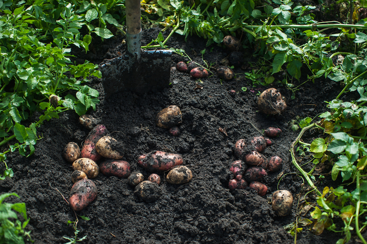 harvesting potatoes