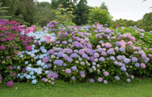 thriving hydrangeas