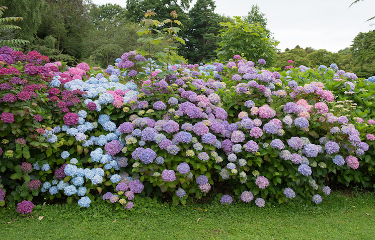 thriving hydrangeas