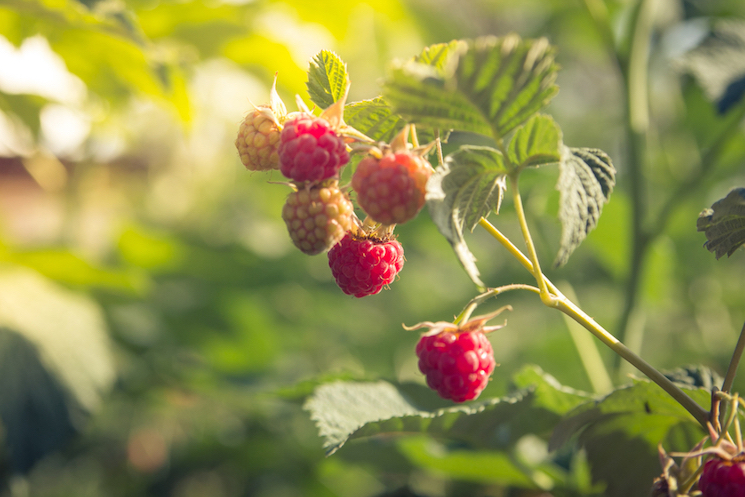raspberries in sunshine