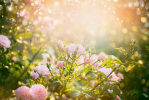 rose bush in sunlight