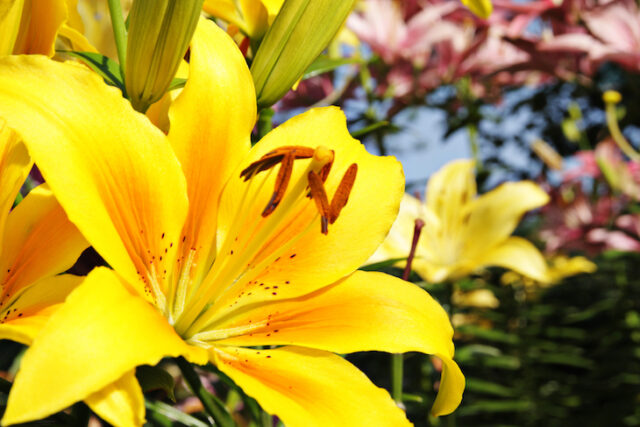 How to grow lilies - Dobies Blog