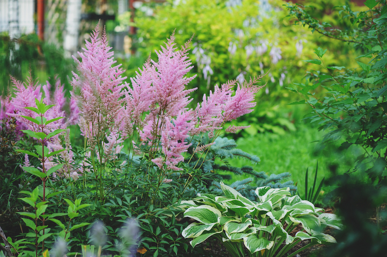 hostas