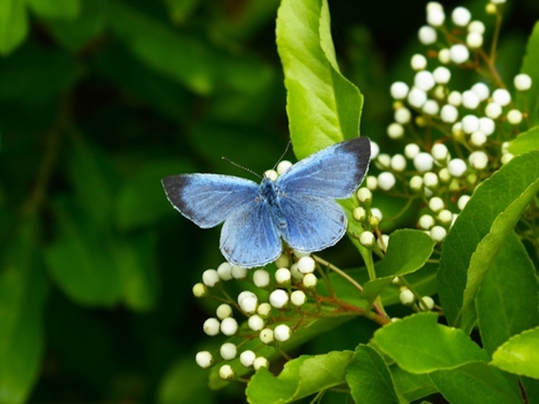 holly blue butterfly on pyracantha