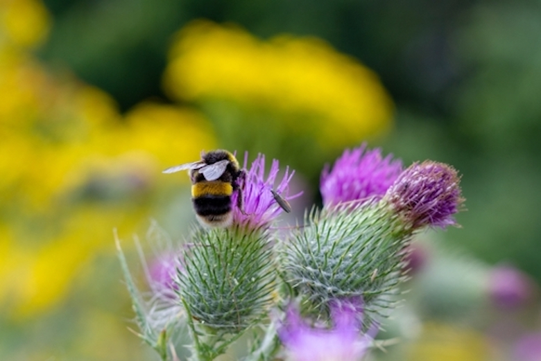 bumble bee feeding on spear thistle