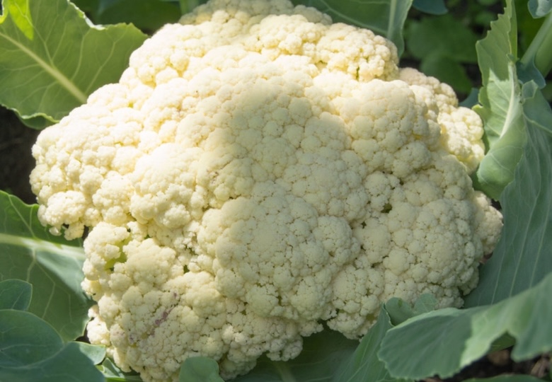 Cauliflower ‘Aalsameer’