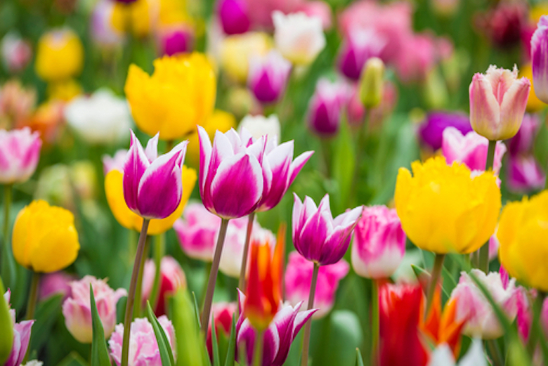 brightly coloured spring bulbs in flower