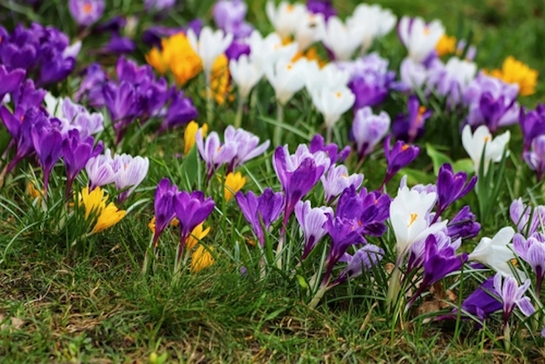 crocuses planted in drifts