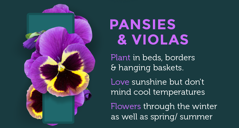pansies & violas