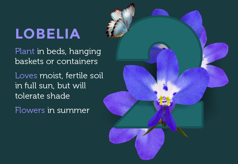 lobelia