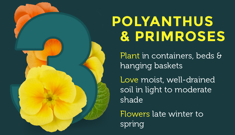 polyanthus & primroses