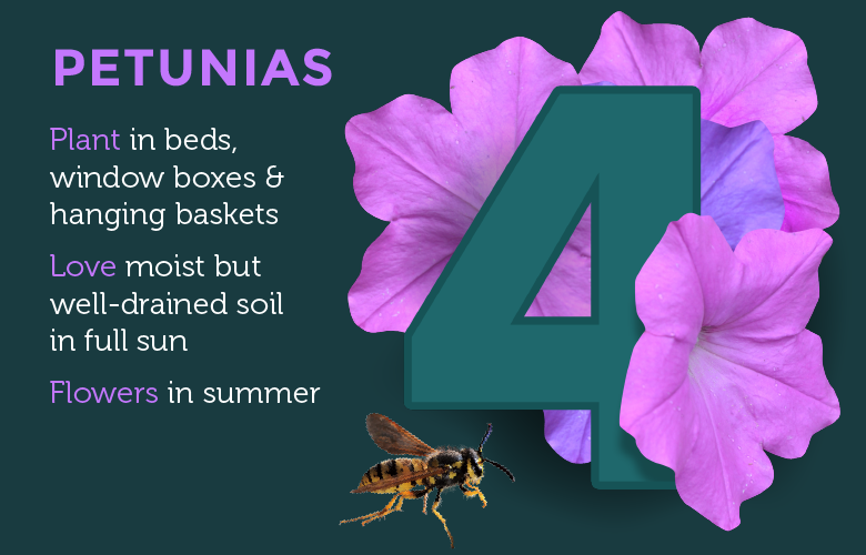 petunias