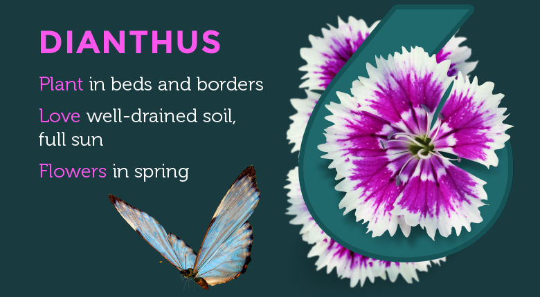 dianthus