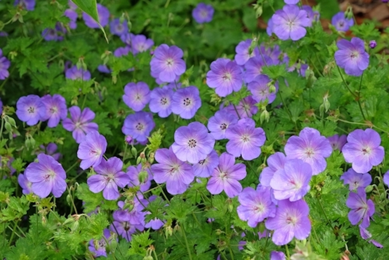 geranium rozanne in flower