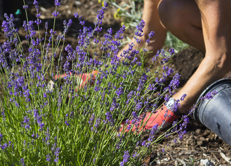 looking after lavender