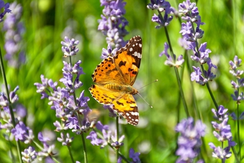 butterfly vanessa on lavender