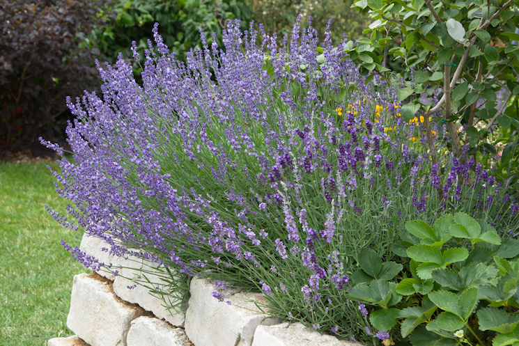 lavender for pruning