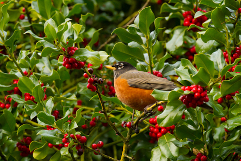 robin perched on holly bush with red berries