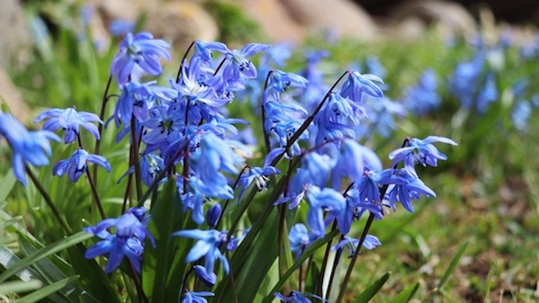 blue scilla flowers