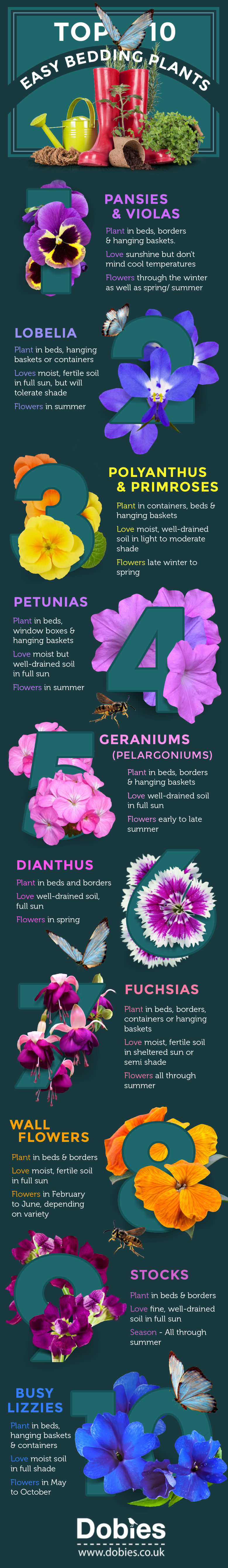 top 10 easy bedding plants infographic