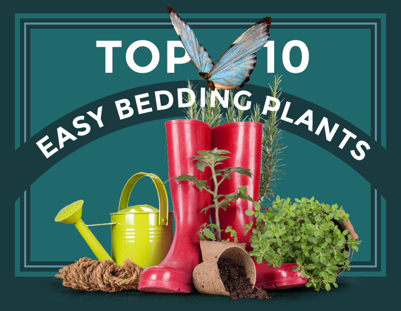 top ten easy bedding plants lead image