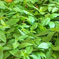 Closeup of basil leaves
