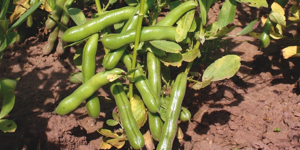 Organic Broad Bean ‘Ratio’ plants from Dobies