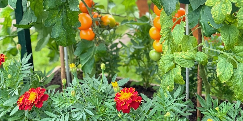 Growing French marigolds with tomatoes