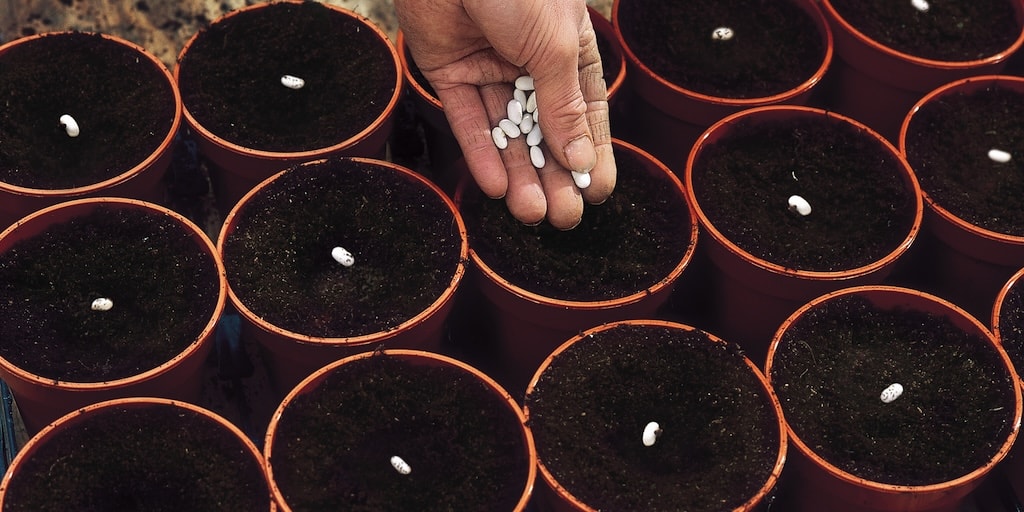 Sowing French Bean ‘Cobra’ organic seeds from Dobies 