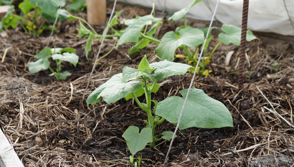 A thick layer of organic mulch helps deter pests, reduce weeds and retain moisture

