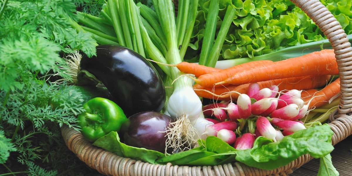 Organic vegetable harvest