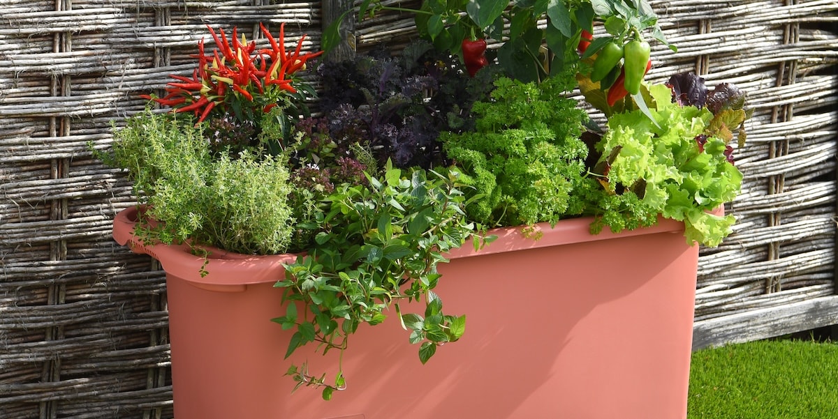 Dobies organic veg for containers
