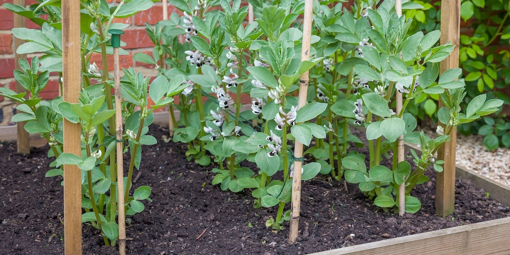 Organic broad beans growing in no-dig bed