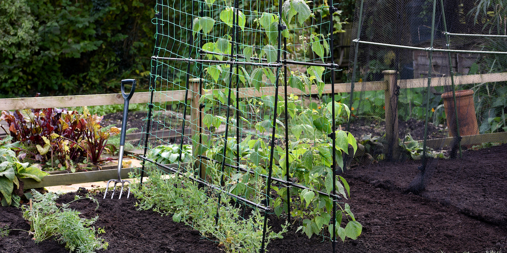 Pea & bean tunnel from Dobies