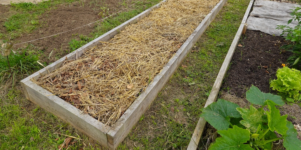 A no-dig organic vegetable bed covered with mulch