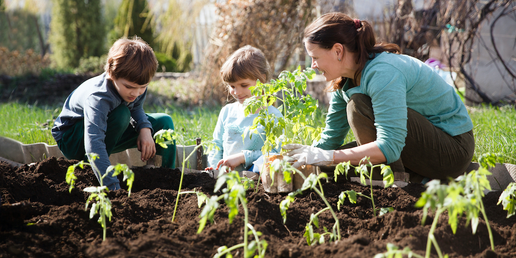 family planting tomatoes in no-dig bed