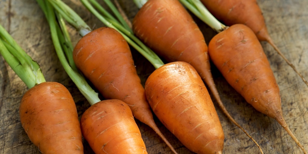 Organic Carrot 'Chantenay' from Dobies