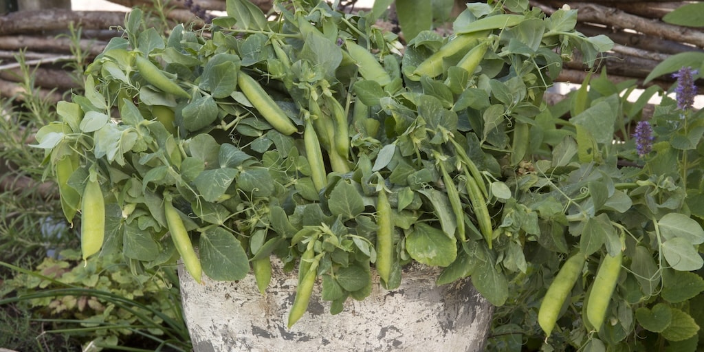 Organic Pea 'Half Pint'  from Dobies