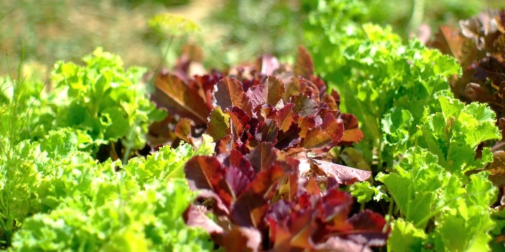 Organic Lettuce 'Red Salad Bowl' from Dobies