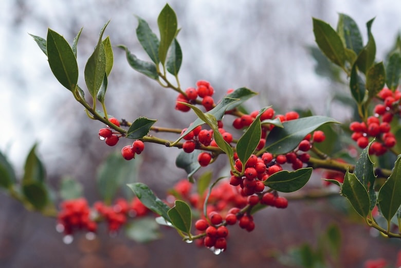 Ilex aquifolium 'J.C. van Tol' from Dobies