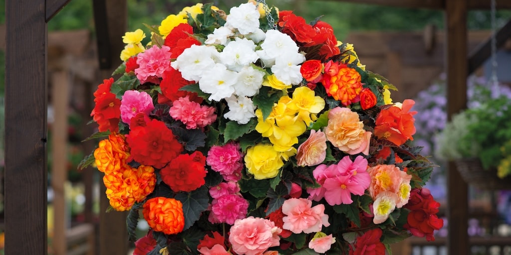 How to grow begonias in the UK