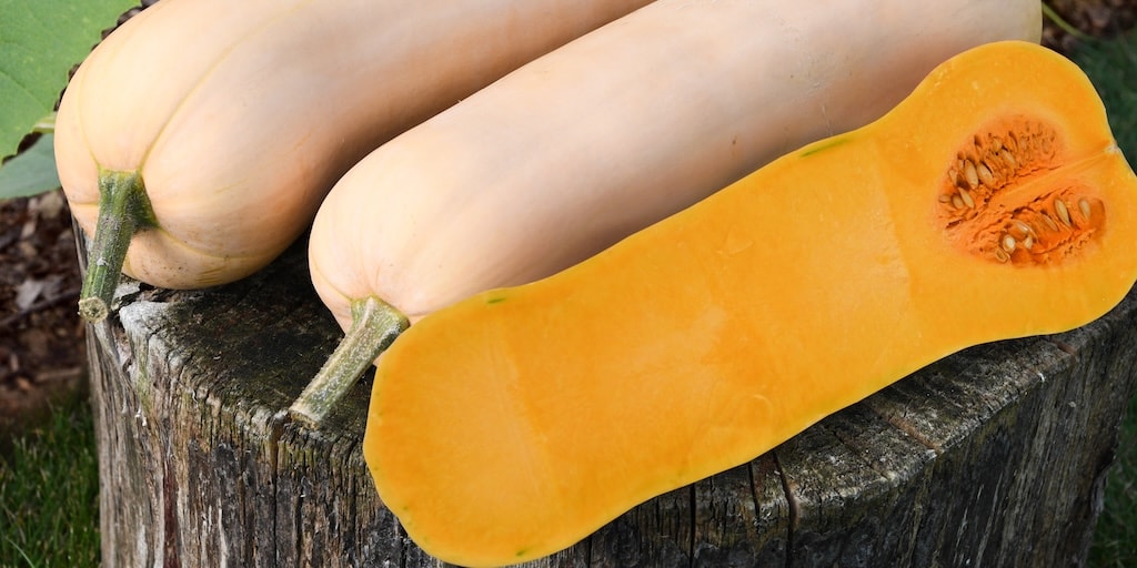 Butternut Squash 'Betternut' from Dobies