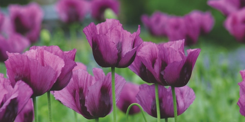 Poppy 'Hungarian Blue' from Dobies